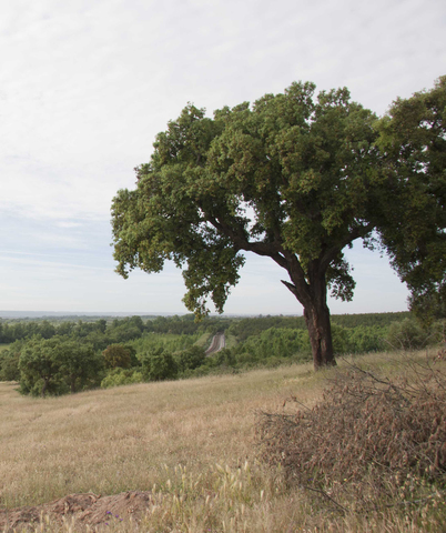 Dia da Floresta Autóctone – Início da plantação de quatro hectares com espécies nativas